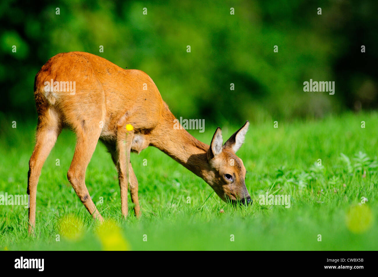 Eine weibliche Hirsche grasen im Sommer UK Stockfoto