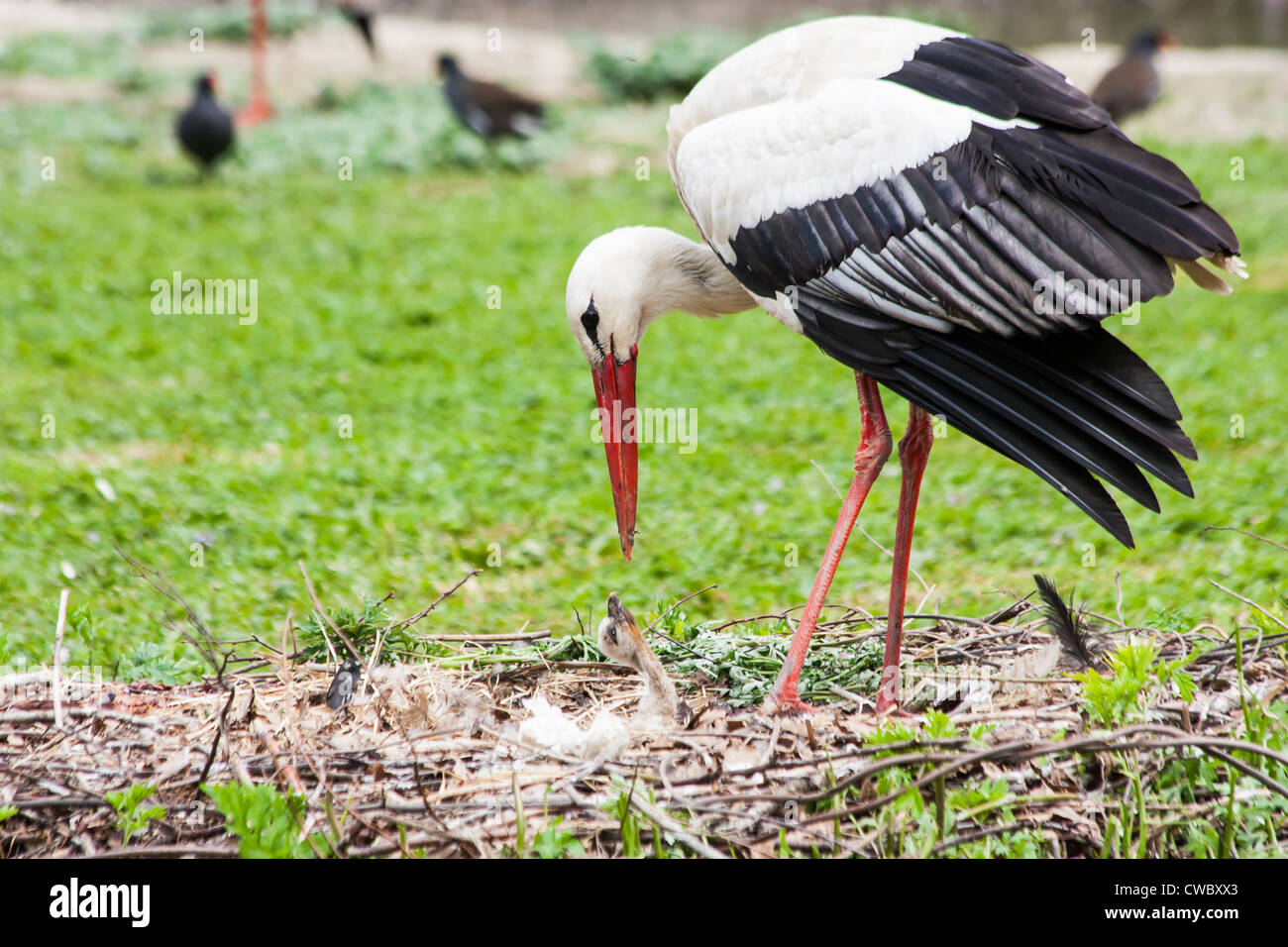 Ein Mutter-Storch, füttern ihre jungen Bäumchen, gibt die Mutter das Essen, das sie sich vorher verdaut hat Stockfoto
