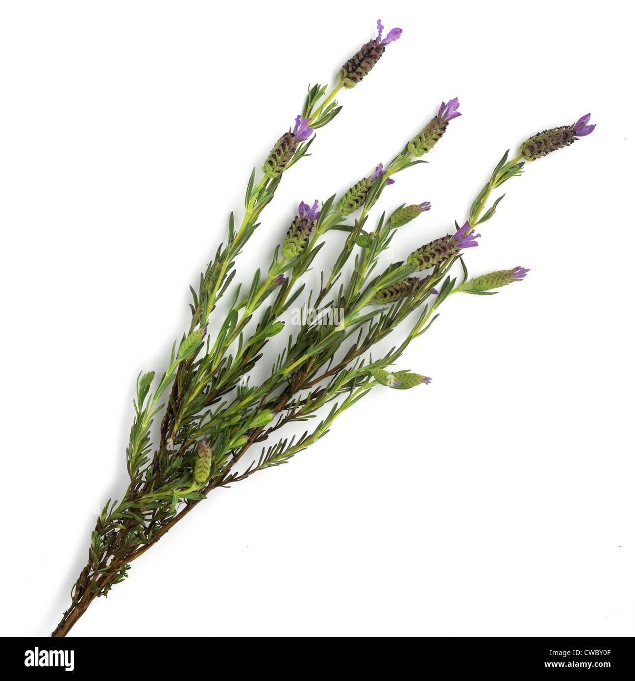 Bündel von Lavendel Stockfoto