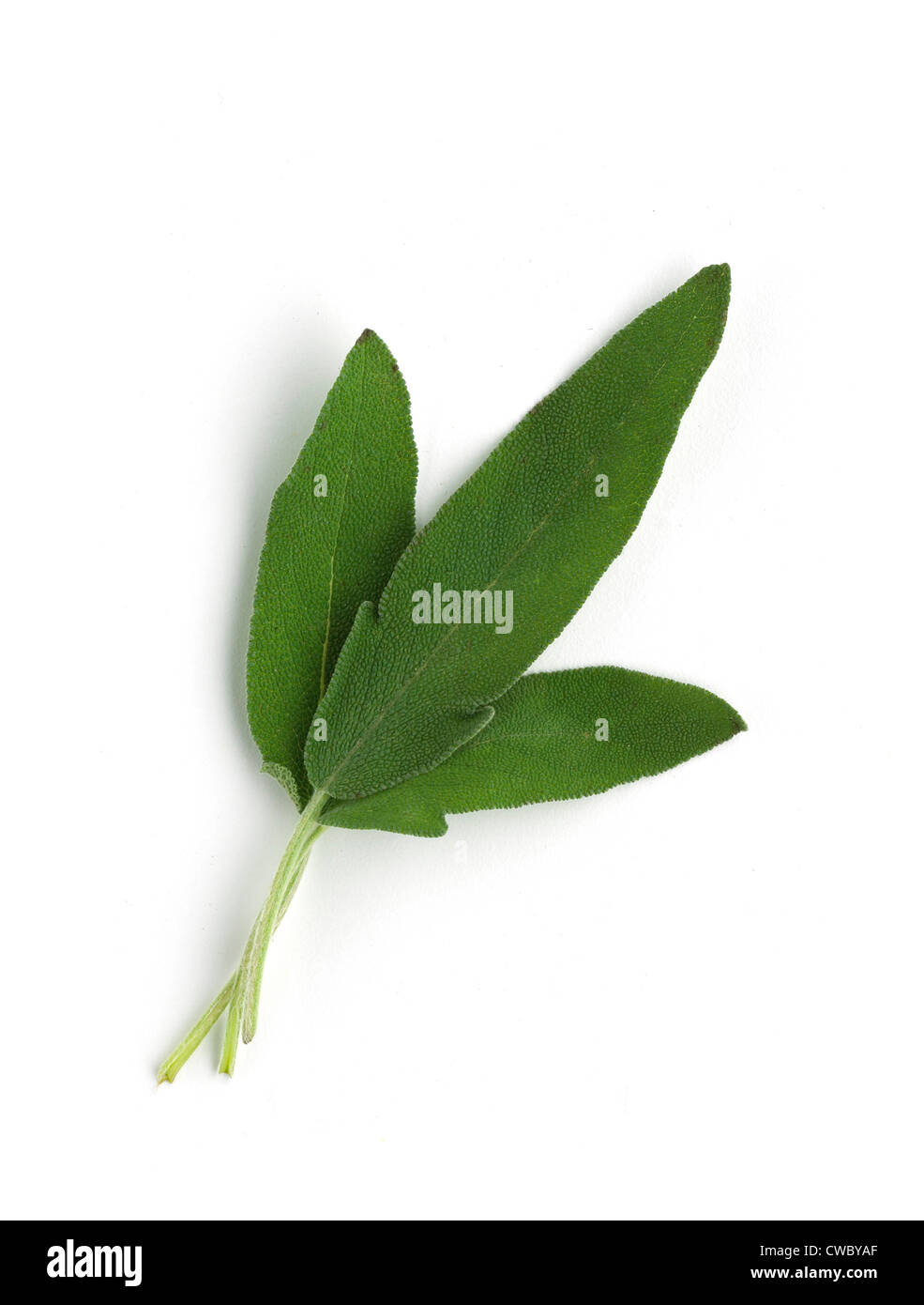 Drei Blätter Salbei grün Stockfoto