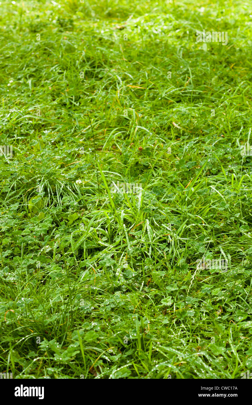 Ein Rasen lange nasse Gras Unkraut Stockfoto