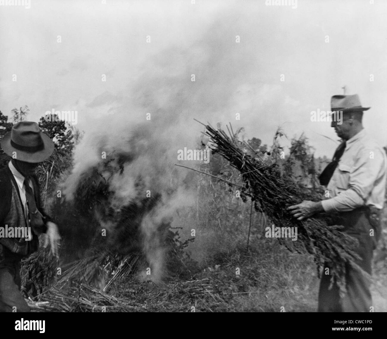 Zwei Männer brennen Marihuana im Feld in Garner North Carolina im Jahre 1942. Stockfoto