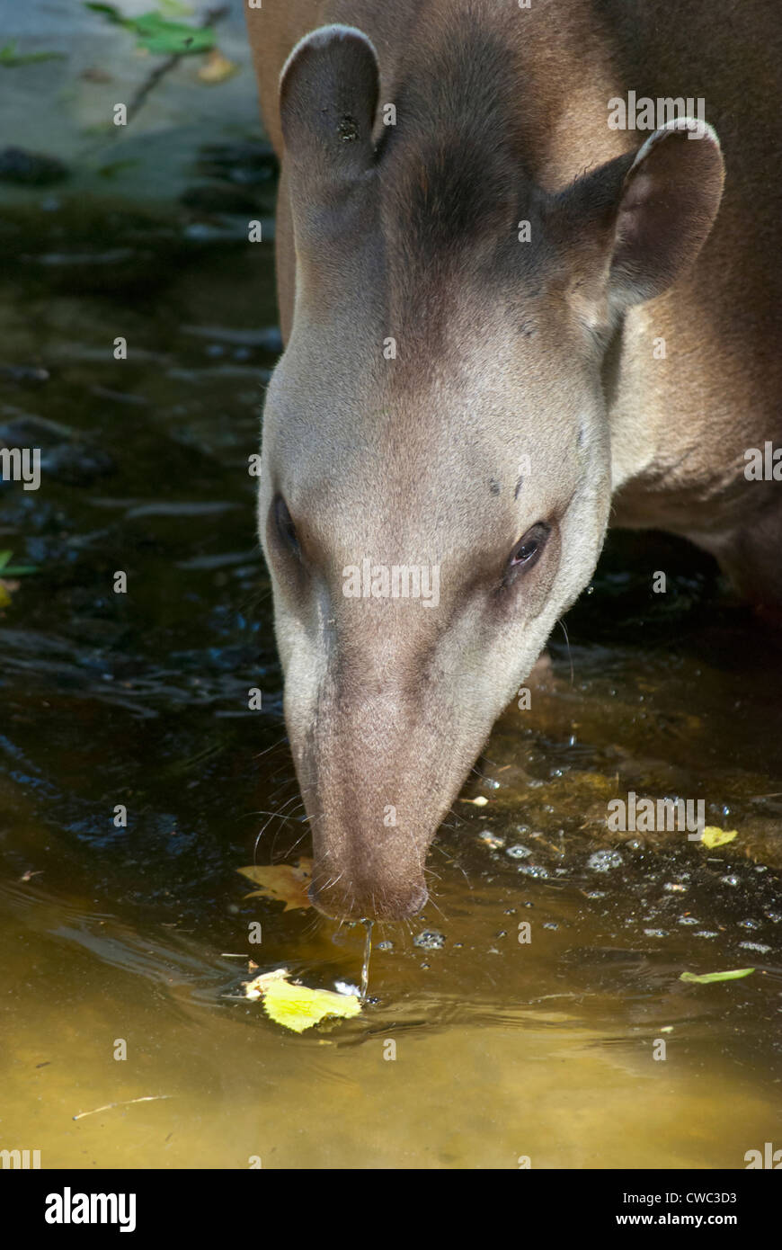 Der südamerikanische Tapir (Tapirus Terrestris), das zweitgrößte Landsäugetier Südamerikas, Trinkwasser Stockfoto