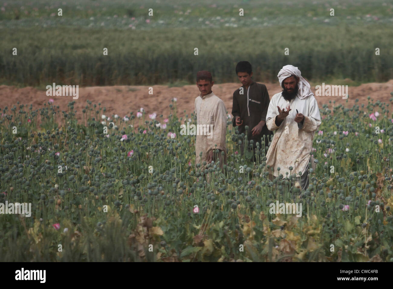 Afghanische Bauern gehen ihre Mohnfelder, die Erntesaison nähert. In der jetzt Zad Helmand Provinz im westlichen Afghanistan 14. April Stockfoto