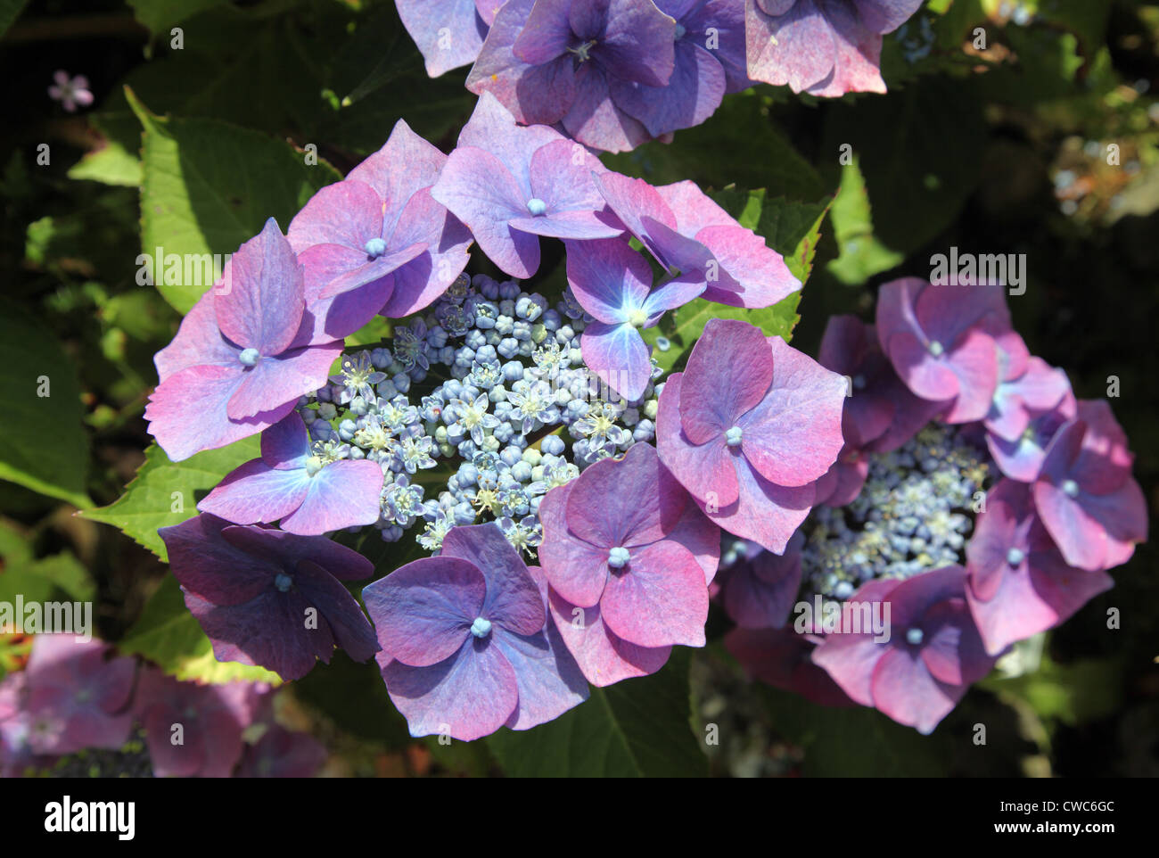 Blaue Lacecap Hortensie in alkalischen Böden wachsen Stockfoto