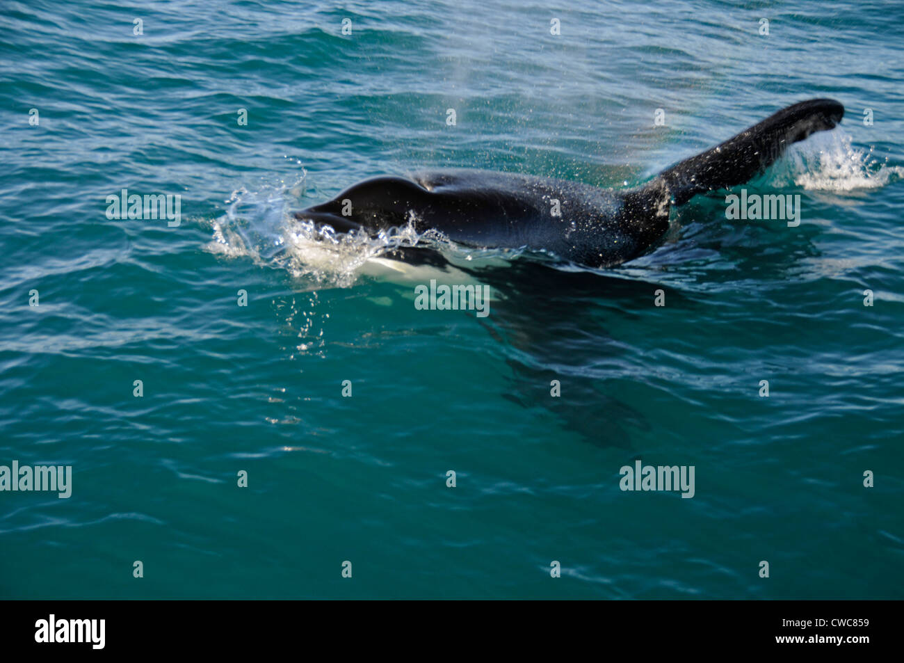 Ein Orca oder Killerwal wurde am frühen Morgen in der Nähe von Kaikoura an der Ostküste von South Island in Neuseeland gesichtet. Orcas gedeihen in jedem Ozean Stockfoto