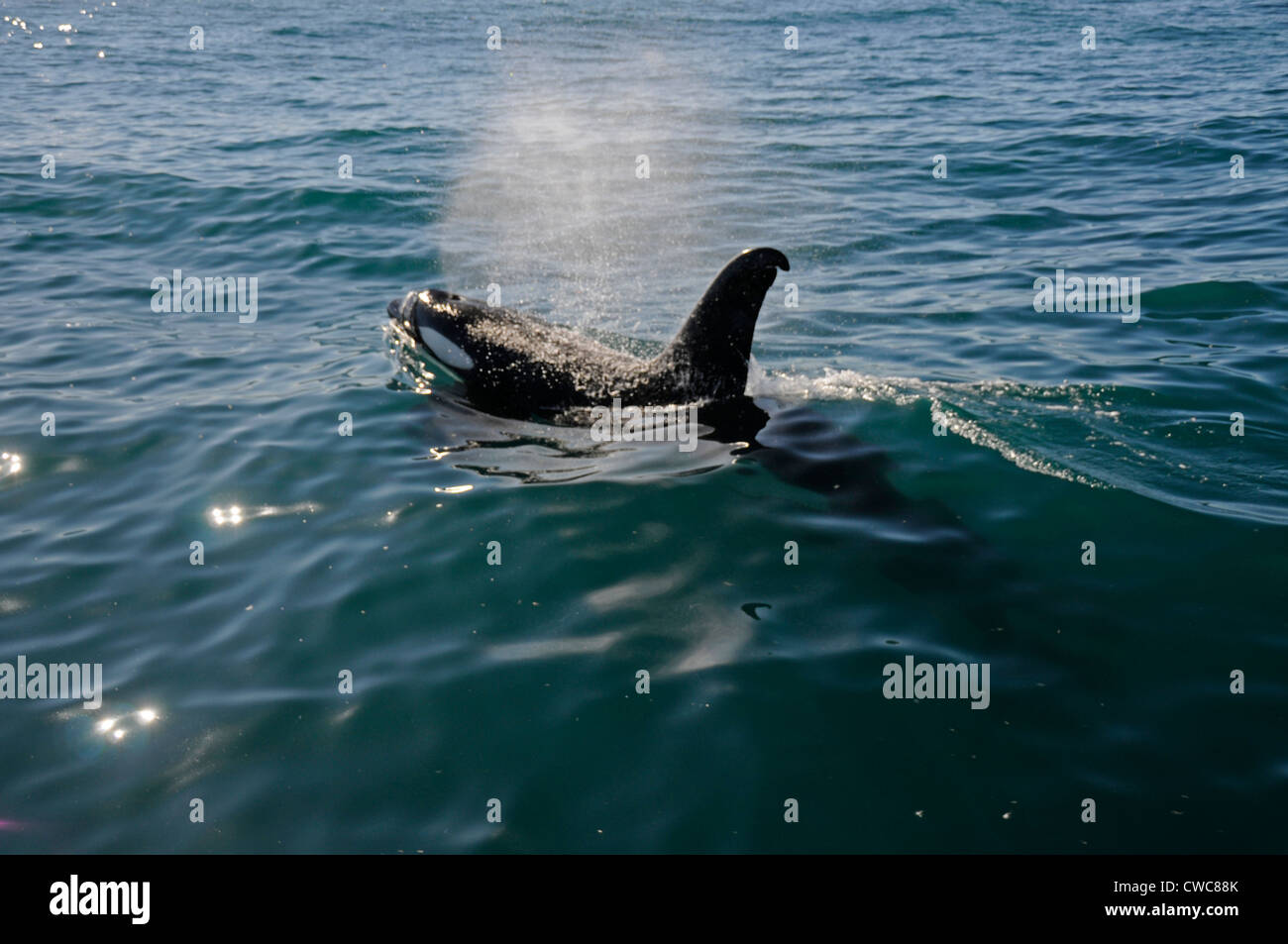 Ein Orca oder Killerwal wurde am frühen Morgen in der Nähe von Kaikoura an der Ostküste von South Island in Neuseeland gesichtet. Orcas gedeihen in jedem Ozean Stockfoto