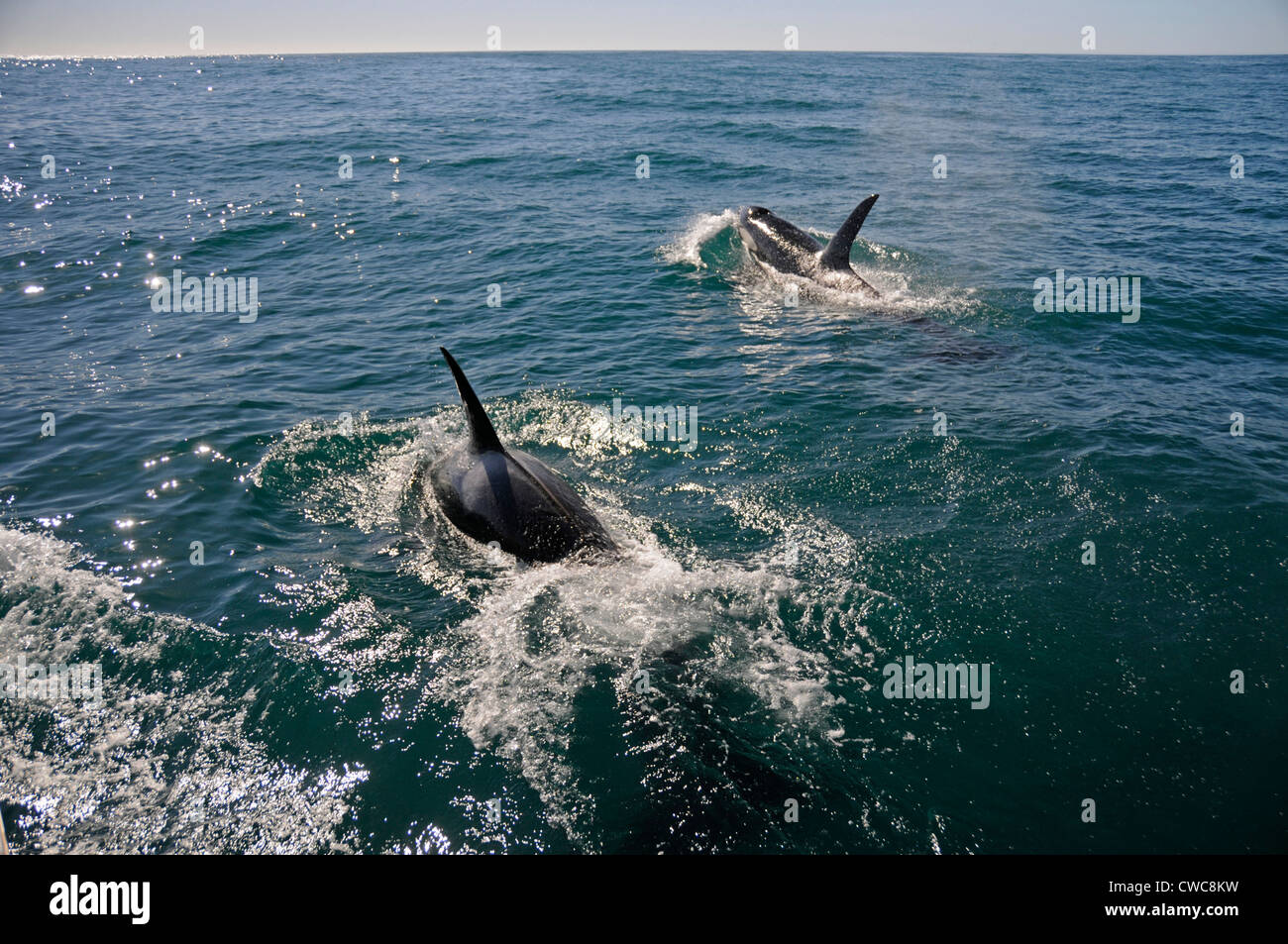 Ein Orca oder Killerwal wurde am frühen Morgen in der Nähe von Kaikoura an der Ostküste von South Island in Neuseeland gesichtet. Orcas gedeihen in jedem Ozean Stockfoto