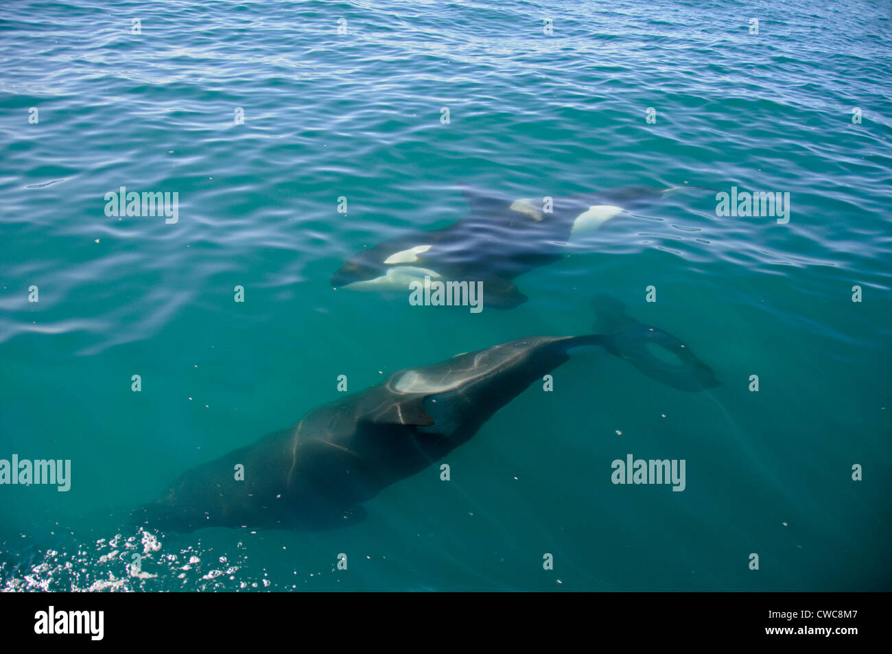 Ein Orca oder Killerwal wurde am frühen Morgen in der Nähe von Kaikoura an der Ostküste von South Island in Neuseeland gesichtet. Orcas gedeihen in jedem Ozean Stockfoto