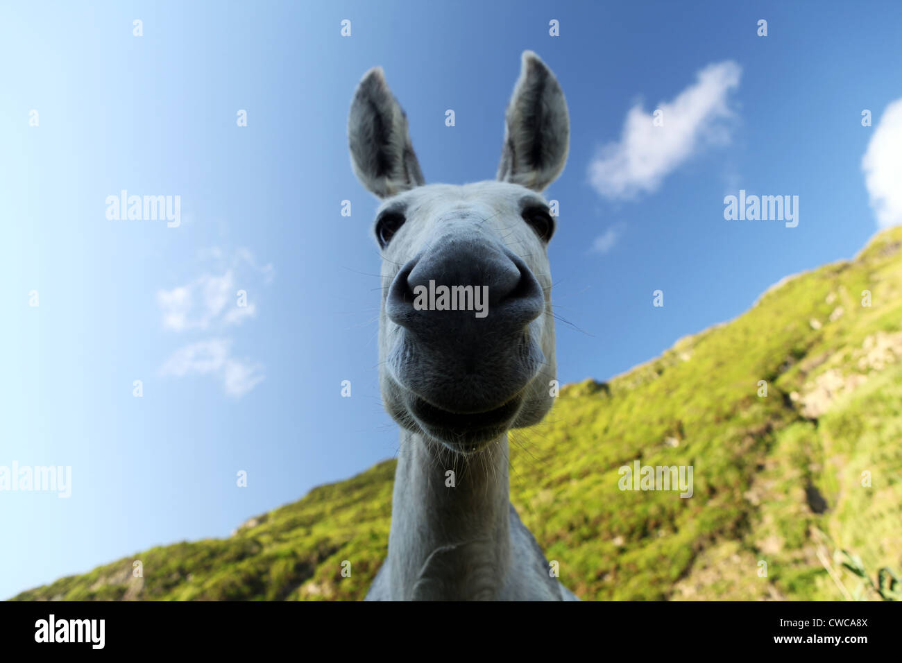 Weißer und grauer Esel schaut in die Kamera von oben mit blauem Himmel und weißen Wolken und einem grünen Hügel im Hintergrund Stockfoto