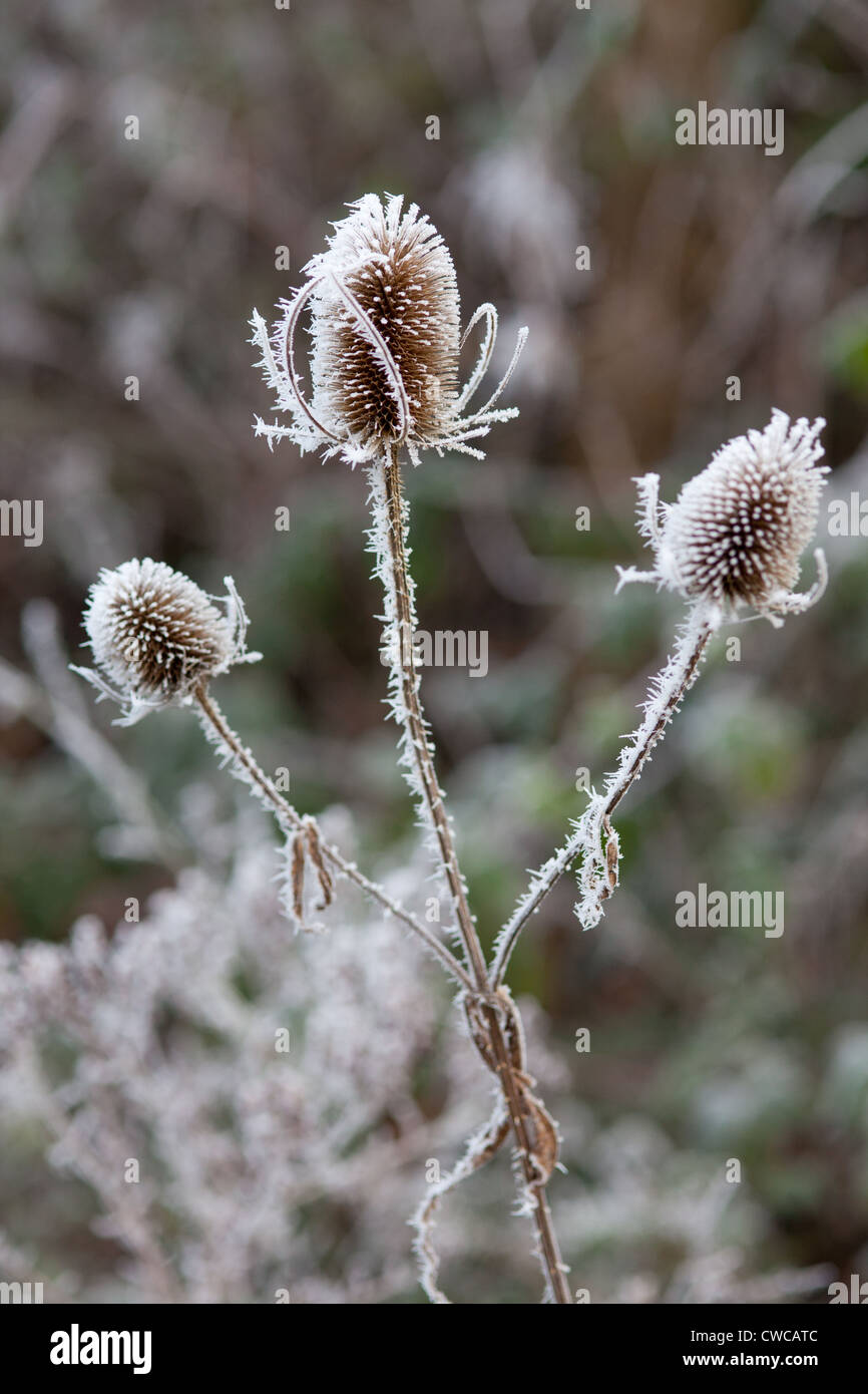 Bieten in einem Haw frost UK Stockfoto