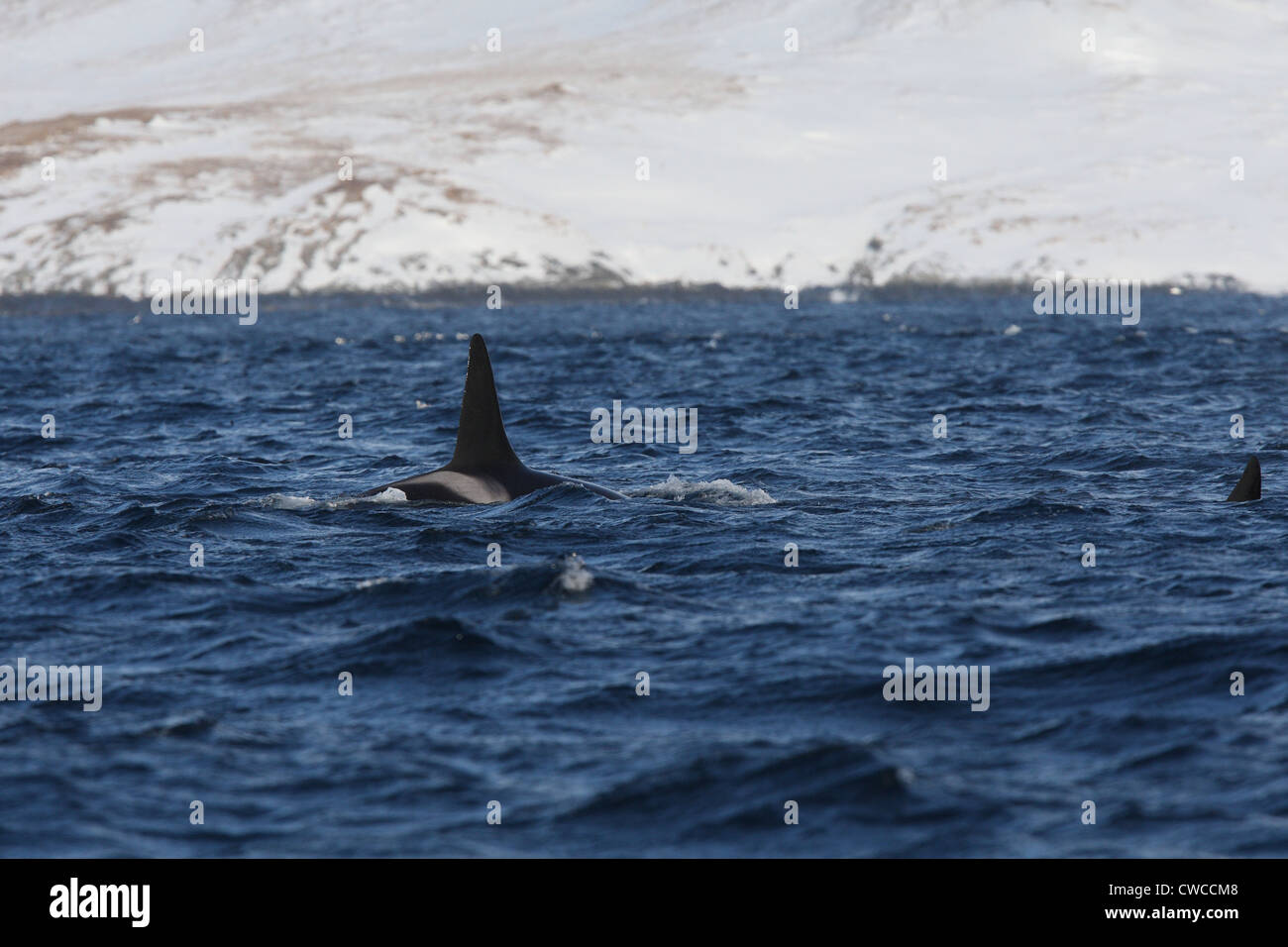 Großer Schwertwal Orcinus Orca vor Hornoya Vardo Varanger Fjord Finnmark Norwegens Stockfoto