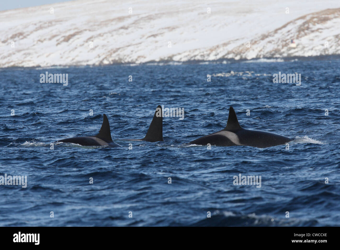 Schwertwal Orcinus Orca vor Hornoya Vardo Varanger Fjord Finnmark Norwegens Stockfoto