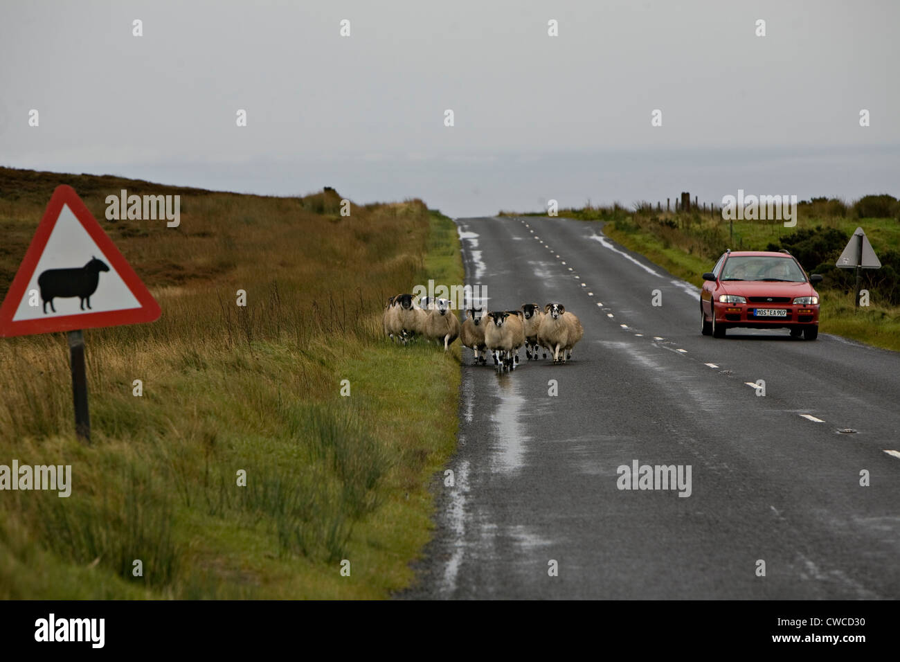 Schafe Crossing und rotes Auto. Die Schafe wurden Laufen weg vom roten Auto in Richtung der Schafe Kreuzung unterzeichnen. Stockfoto