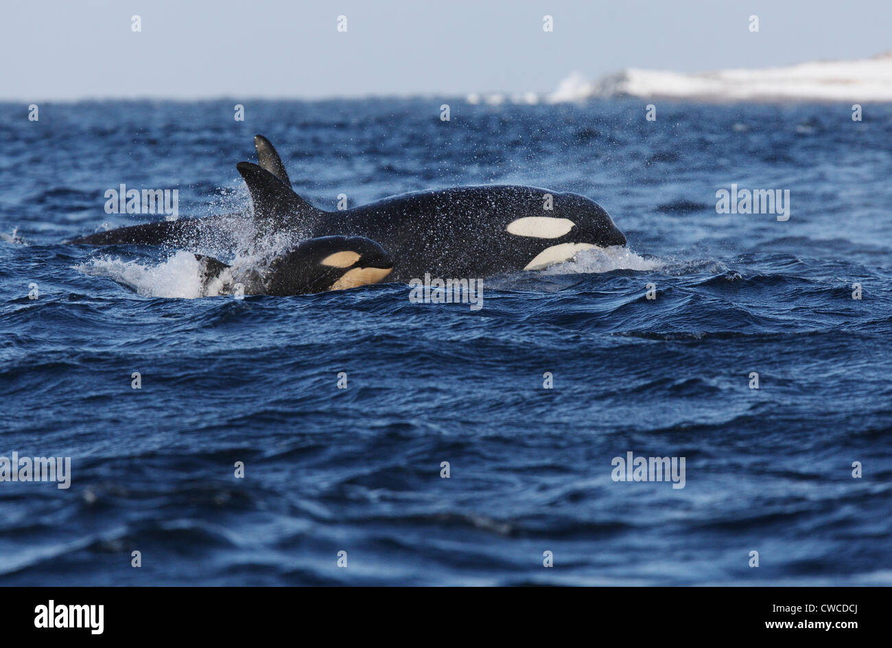 Großer Schwertwal Orcinus Orca Mutter und Kalb vor Hornoya Vardo Varanger Fjord Finnmark Norwegens Stockfoto