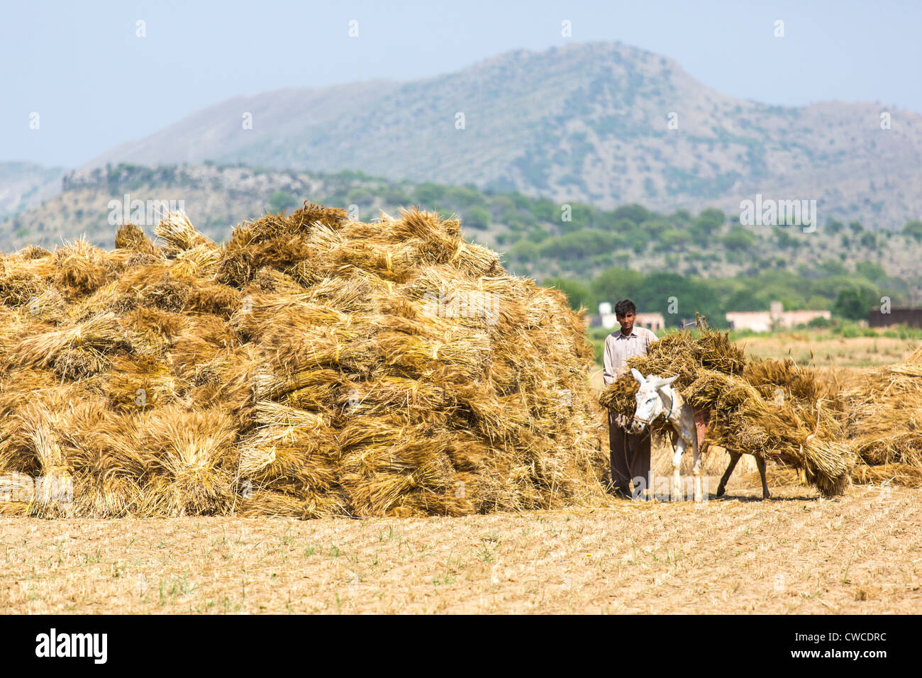 Versammlung Korn, Provinz Punjab, Pakistan Stockfoto