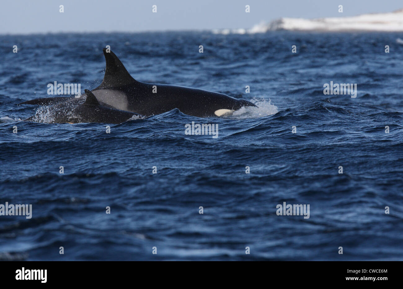 Großer Schwertwal Orcinus Orca Mutter und Kalb vor Hornoya Vardo Varanger Fjord Finnmark Norwegens Stockfoto