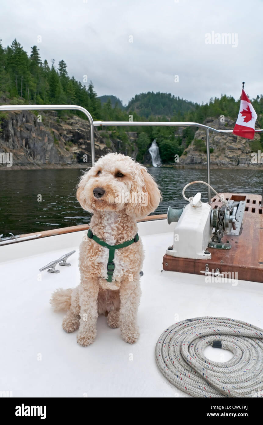 Ein Labradoodle Haustier befindet sich am Bug eines Bootes schönen Cassel-Fälle in Kanadas Desolation Sound nähert. Stockfoto