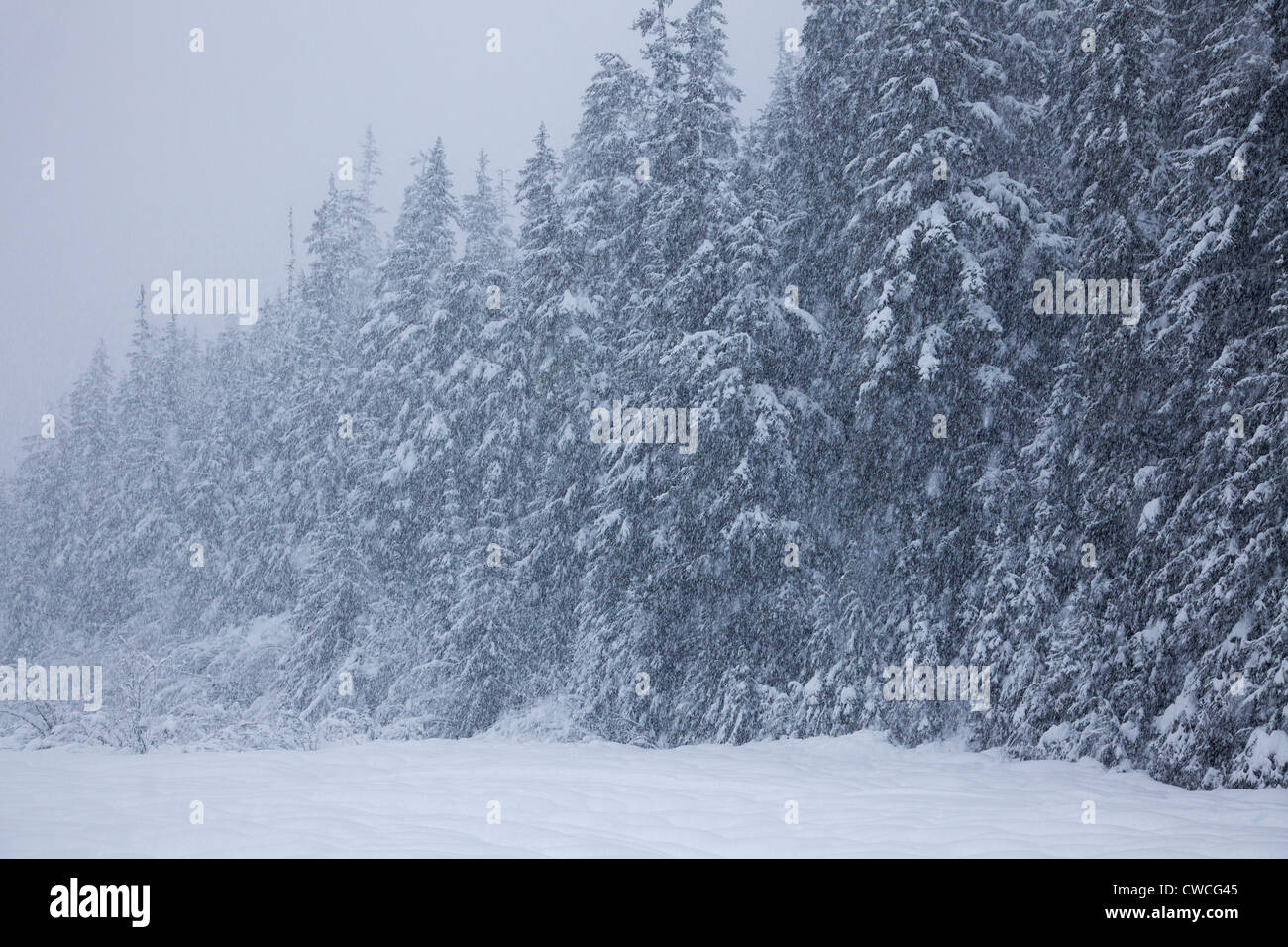 Schneereiche Winterbäume, Chugach National Forest, Alaska. Stockfoto