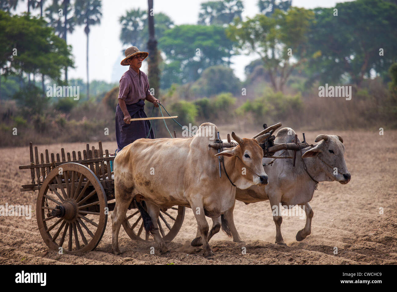 Ochsenkarren in Bagan, Myanmar Stockfoto