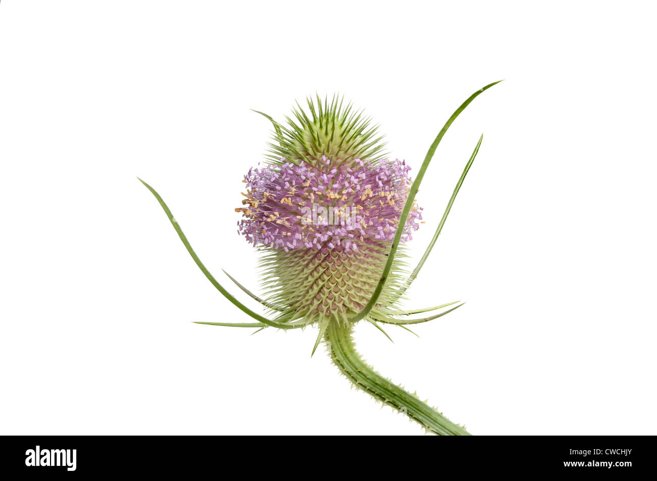 Karde Blumen- und stacheligen Stamm isoliert gegen weiß Stockfoto