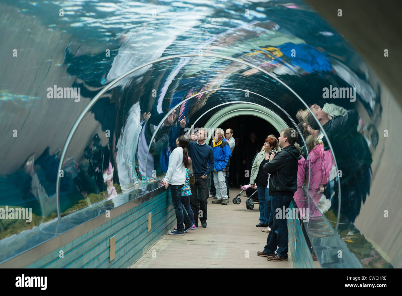 Playa Patagonia im Colchester Zoo hat die größte gerade Unterwasser-Tunnel in Europa. Suffolk, UK. Stockfoto