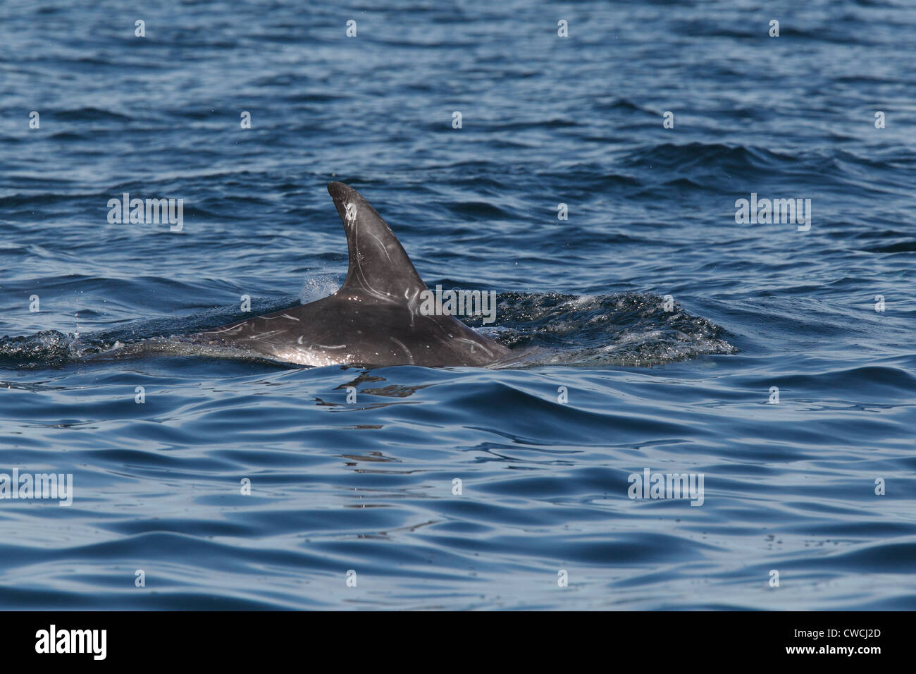 Risso Dolphin Grampus früh Stockfoto