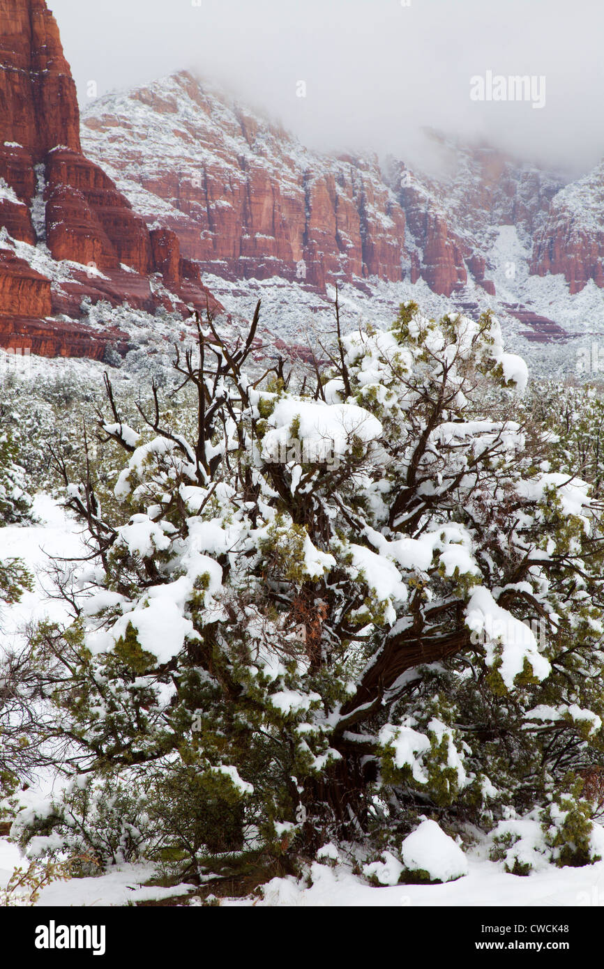 Winterschnee, Sedona, Arizona. Stockfoto