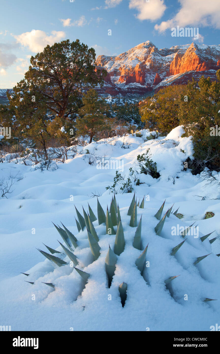 Winter Schnee auf Schnebly Hill, Coconino National Forest, Sedona, Arizona. Stockfoto