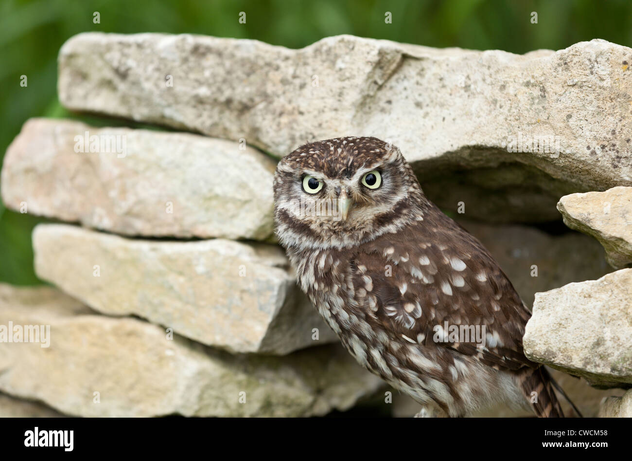 kleine Eule sitzt vor einer Steinmauer Stockfoto