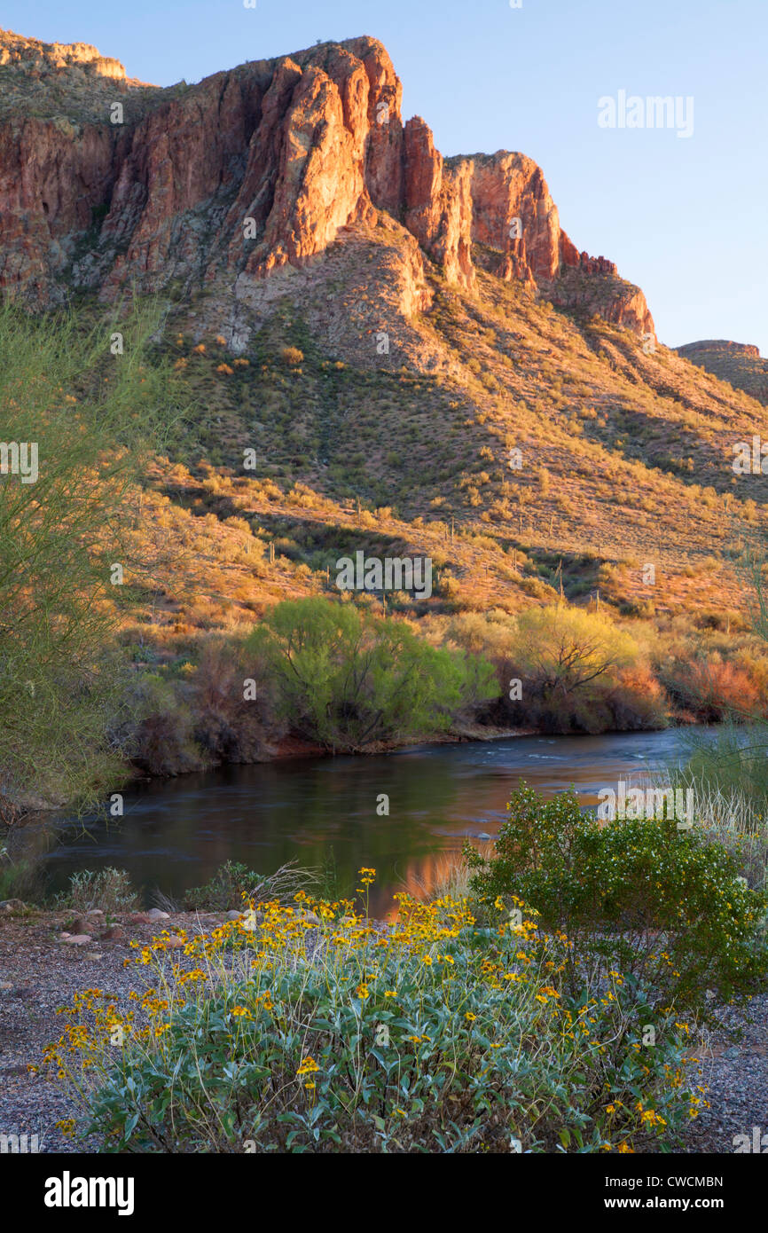 Der Salt River, Tonto National Forest östlich von Phoenix, Arizona. Stockfoto