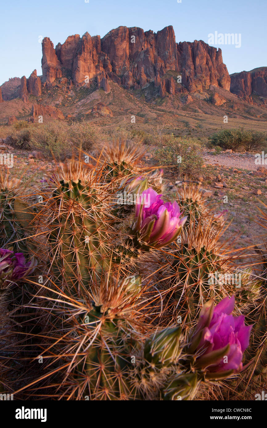 Lost Dutchman State Park, Arizona. Stockfoto