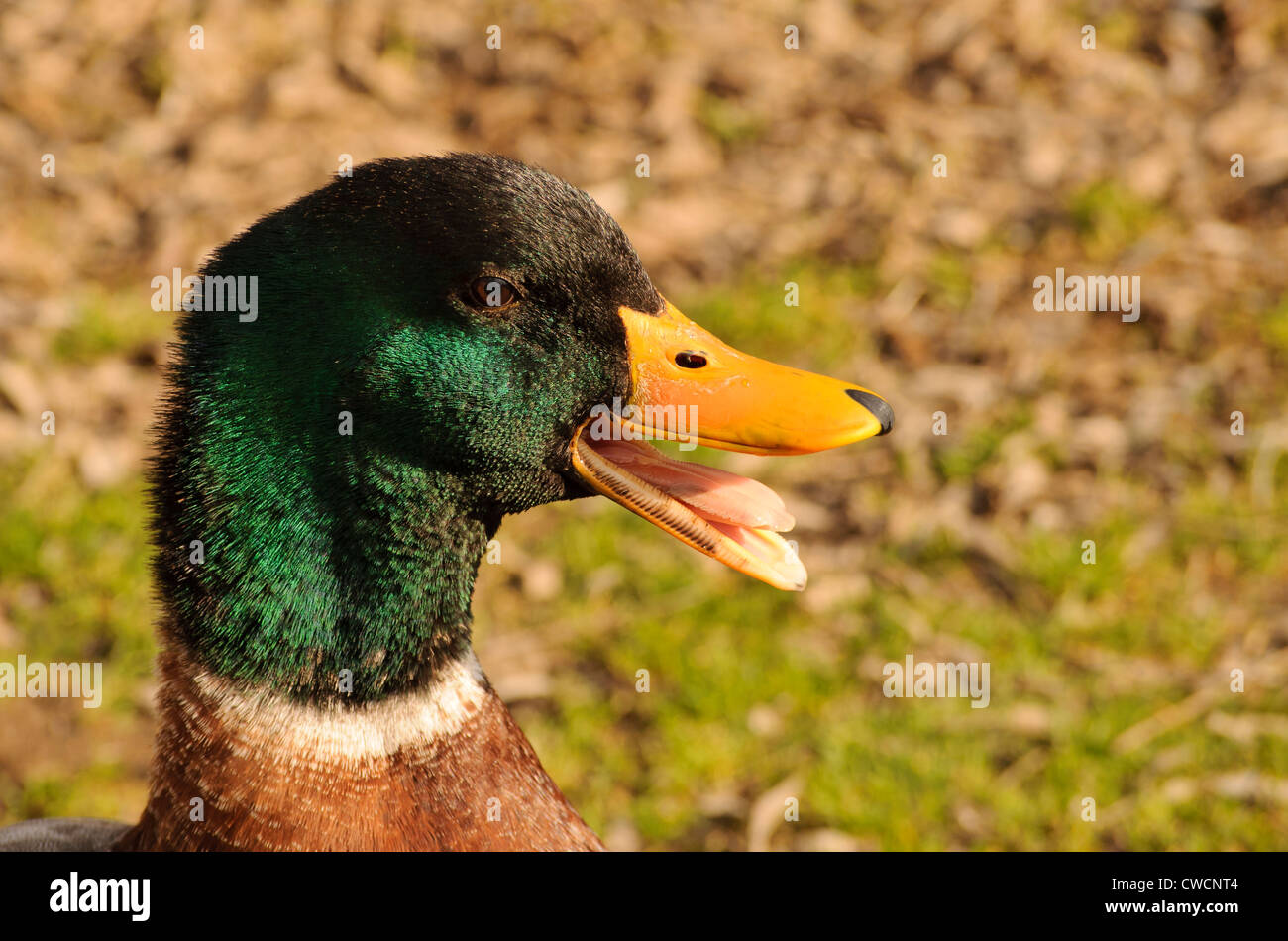 Ente schnabel geöffnet -Fotos und -Bildmaterial in hoher Auflösung – Alamy