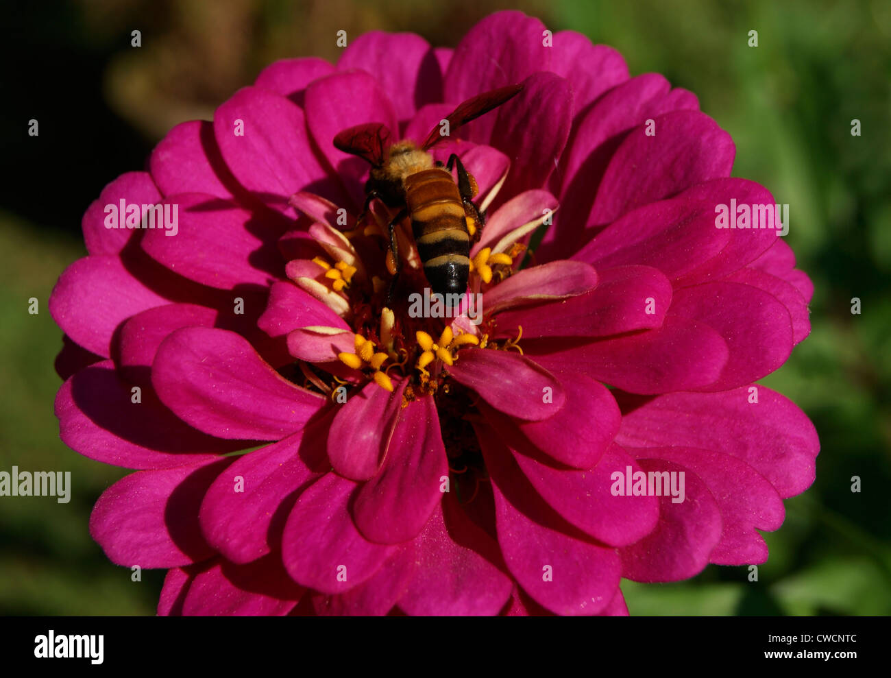 Honigbiene sitzen und saugen Honig aus rötlich violett Dahlia Blume im Garten. Biene und Blume, Nahaufnahme Stockfoto