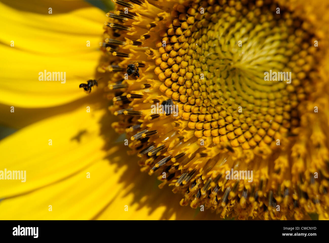 Detailansicht der Insekten fliegen in Richtung der Samen Kopf der blühende Sonnenblume im Garden in Indien Stockfoto