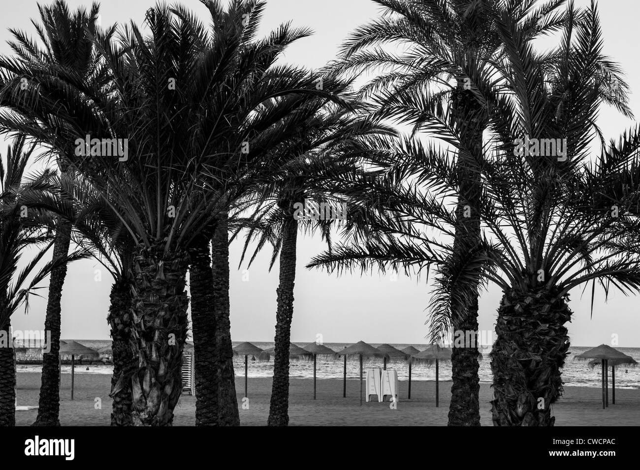 Monochrome Palmen am Strand Stockfoto