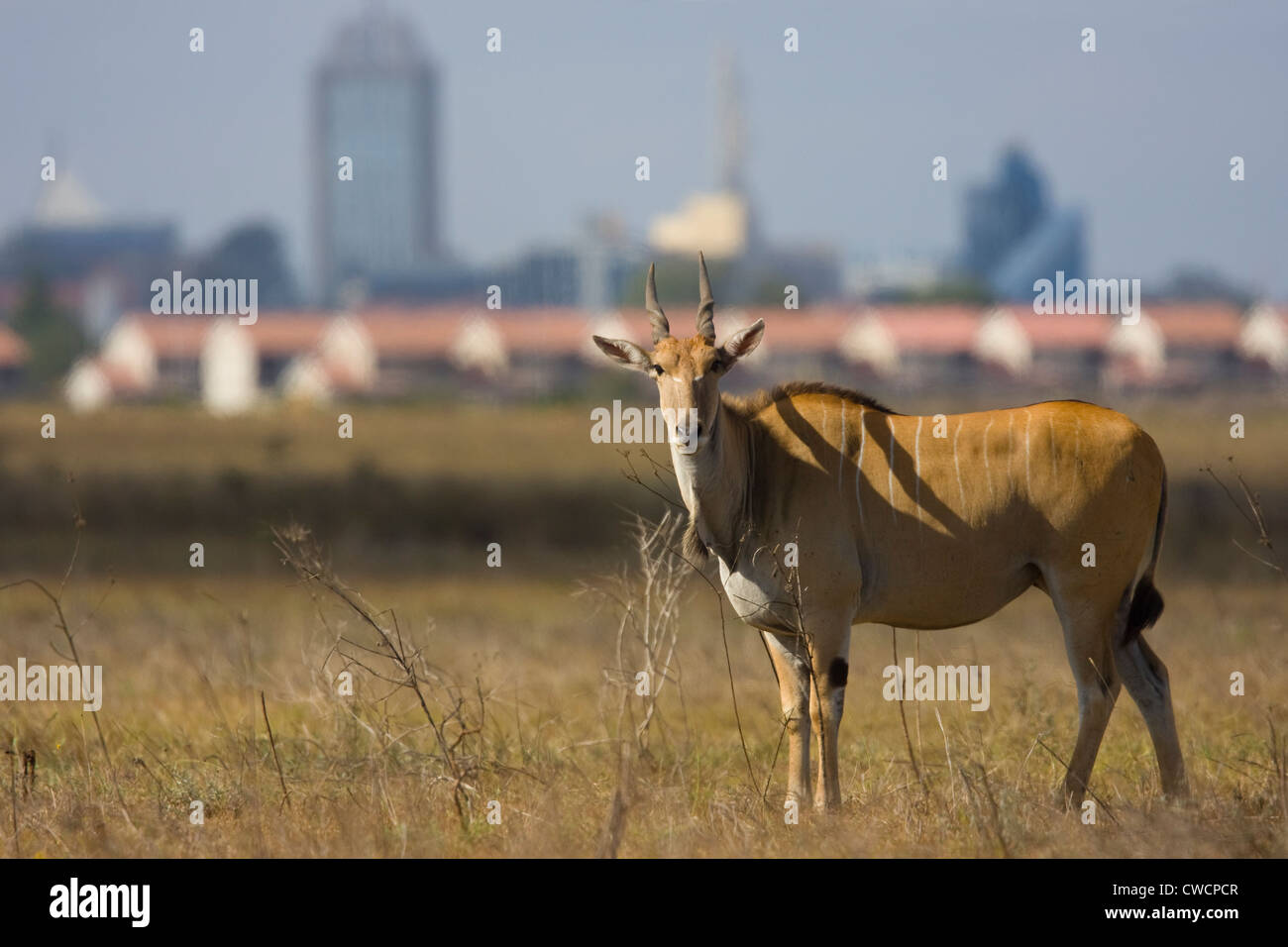ELAND (Tauro Oryx) mit Nairobi Stadt im Hintergrund, Nairobi-Nationalpark, Kenia. Stockfoto