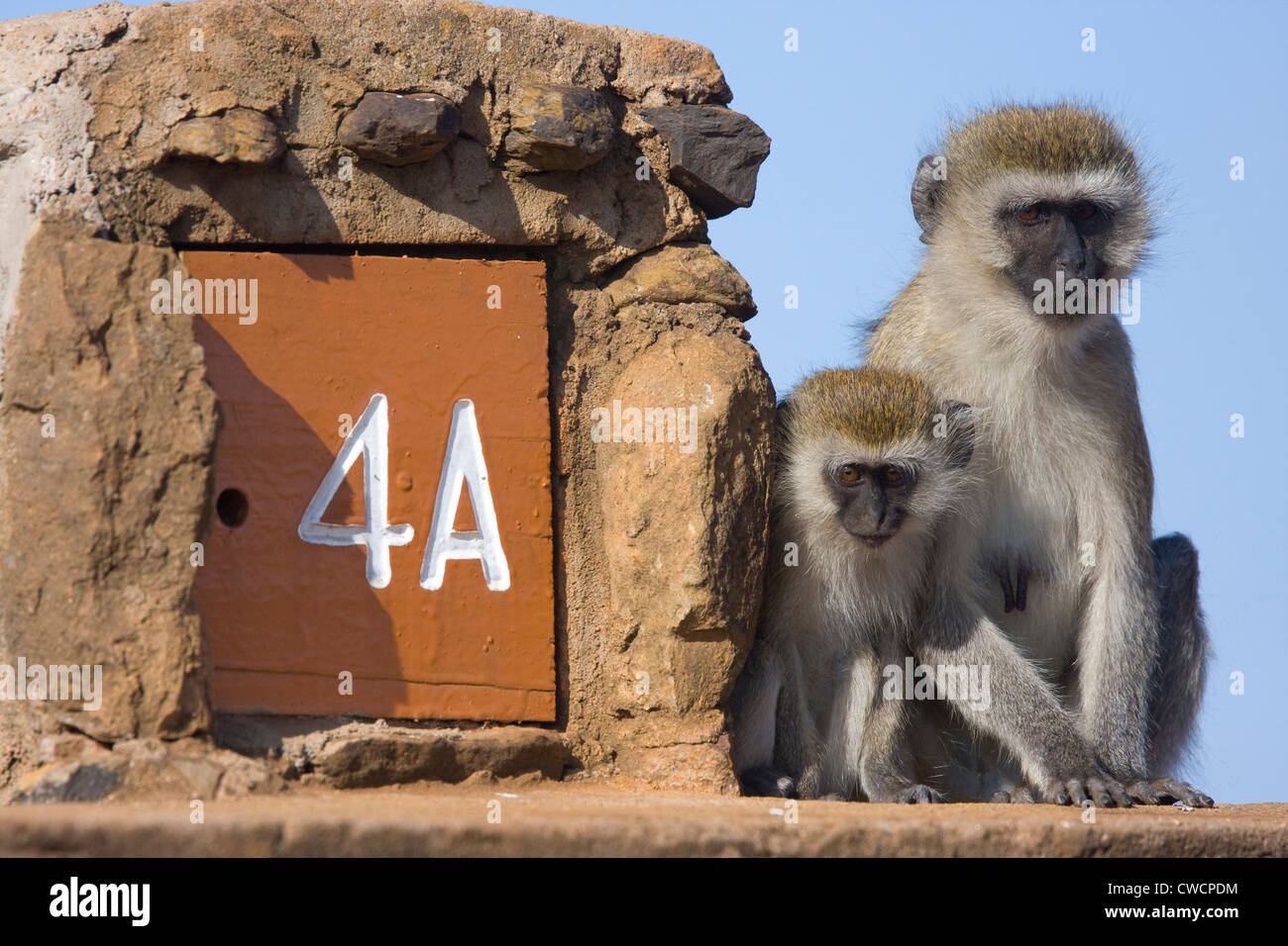 VERVET oder GREEN MONKEY (grüne Aethiops) weiblich und jung neben Straße Marker, Nairobi-Nationalpark, Kenia. Stockfoto