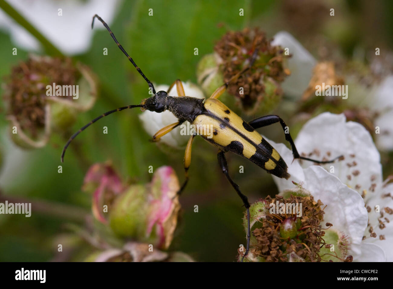 SPOTTED LONGHORN BEETLE (Strangalia Maculata) auf Bramble Blumen, Sussex, UK Stockfoto
