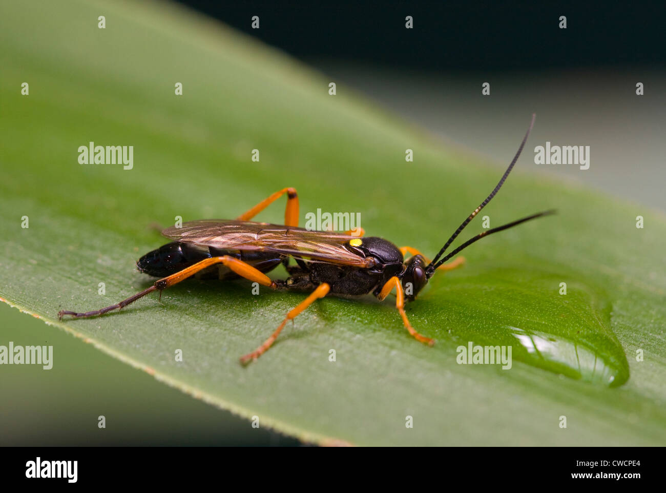 ICHNEUMON FLY (Ichneumon Suspiciosus) Wasser im Garten, London, UK Stockfoto