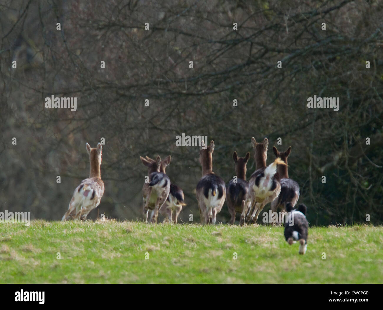 Tibet TERRIER Hund Jagd auf Damhirsch (Dama Dama) West Sussex, UK Stockfoto