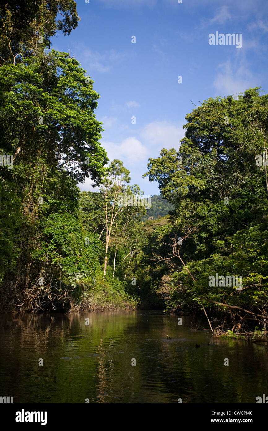 BURRO BURRO RIVER, Iwokrama Waldreservat, Surama, Guyana. Stockfoto