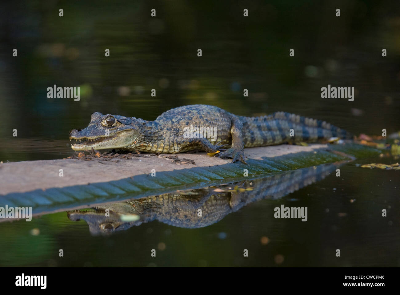 SPECTACLED Kaiman (Caiman Crocodylus) jung, Georgetown, Guyana. Stockfoto