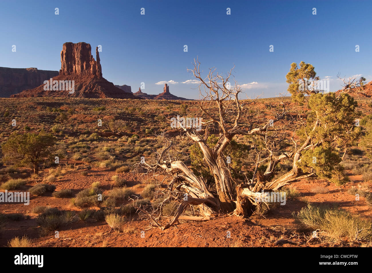 Elk288-1382 Arizona, Monument Valley Navajo Tribal Park, inner Canyon Landschaft, West-Handschuh Stockfoto