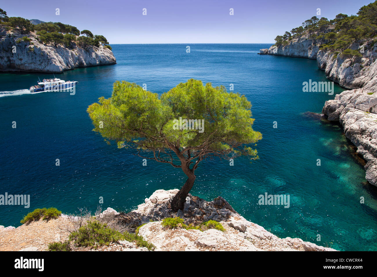 Ausflugsschiff fährt vorbei an einsame Kiefer wächst aus Fels in den Calanques bei Cassis, Provence Frankreich Stockfoto