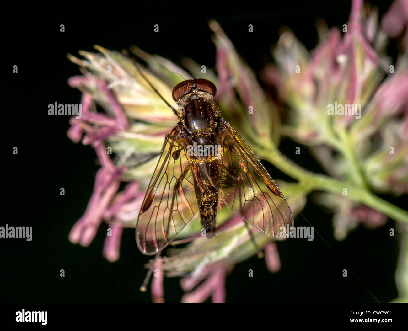 Schwarze Snipefly (Chrysopilus Cristatus), Männlich Stockfoto