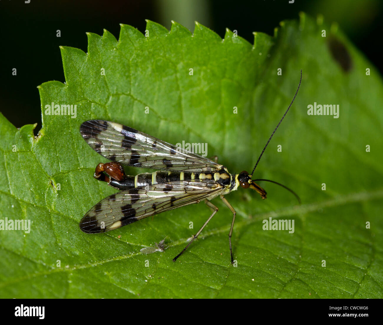 Männliche Scorpionfly (Panorpa Communis) Stockfoto