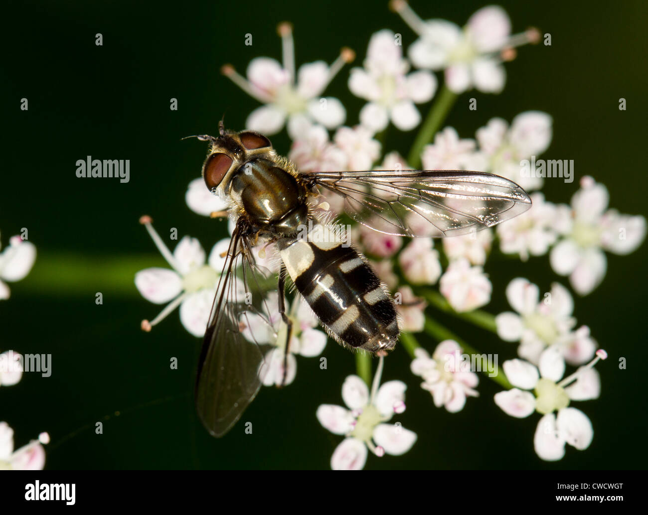 Weibliche Hoverfly, Leucozona (Ischyrosyrphus) Laternaria, Dorsalansicht Stockfoto