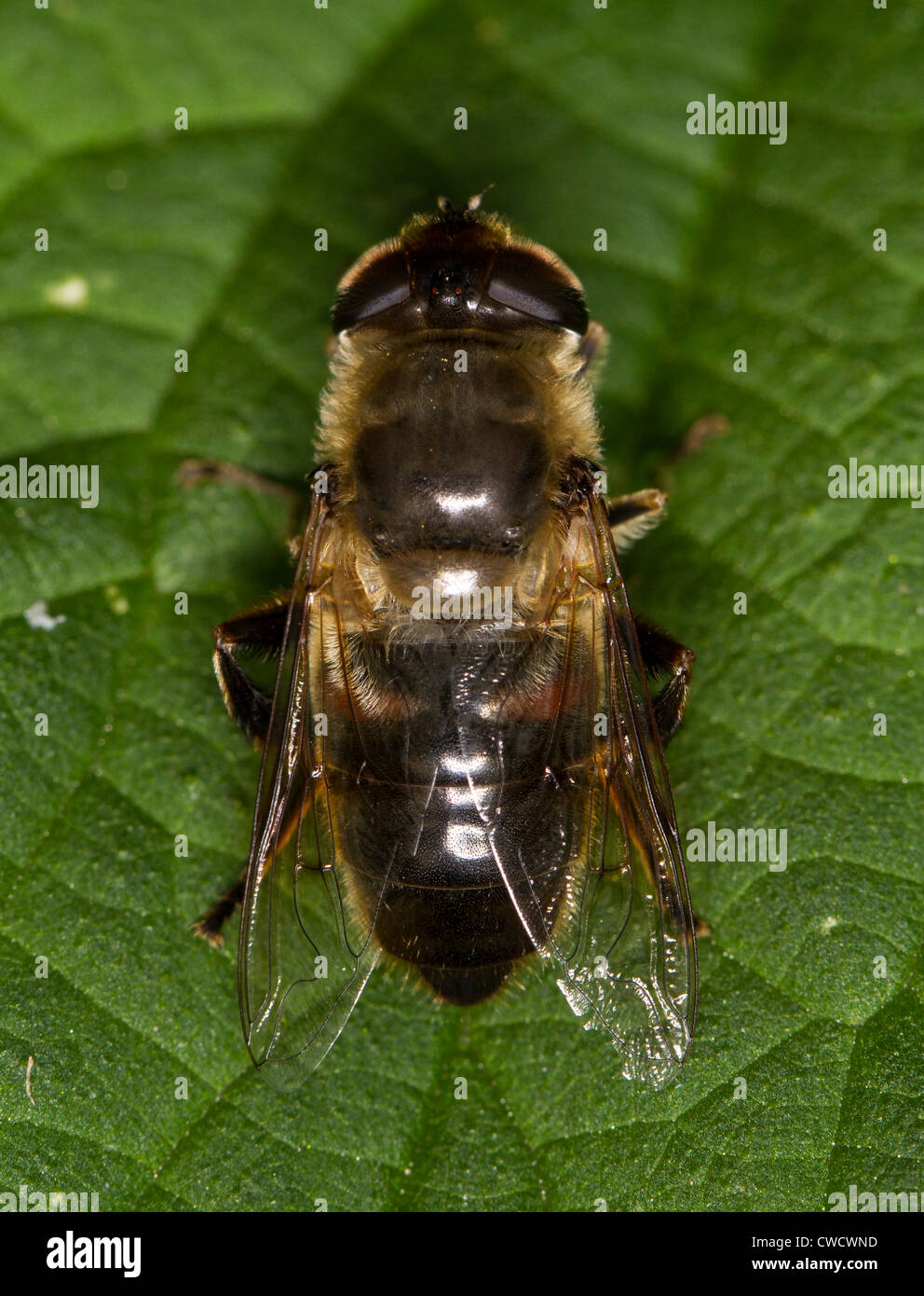Drohne-Fly, Eristalis Tenax, ein Hoverfly ist eine effektive Biene Mimik; die Farbe ist variabel und diesein ist dunkel. Weiblich. Stockfoto