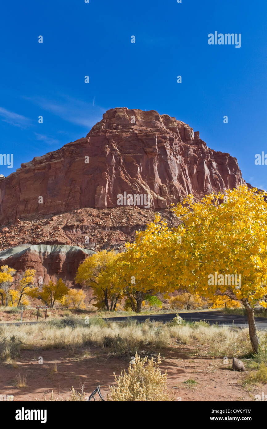 Anzeigen der Farbe zwischen den krassen gelbe Baum im Vordergrund, rote rock zentriert und blauen Himmel hinter Stockfoto